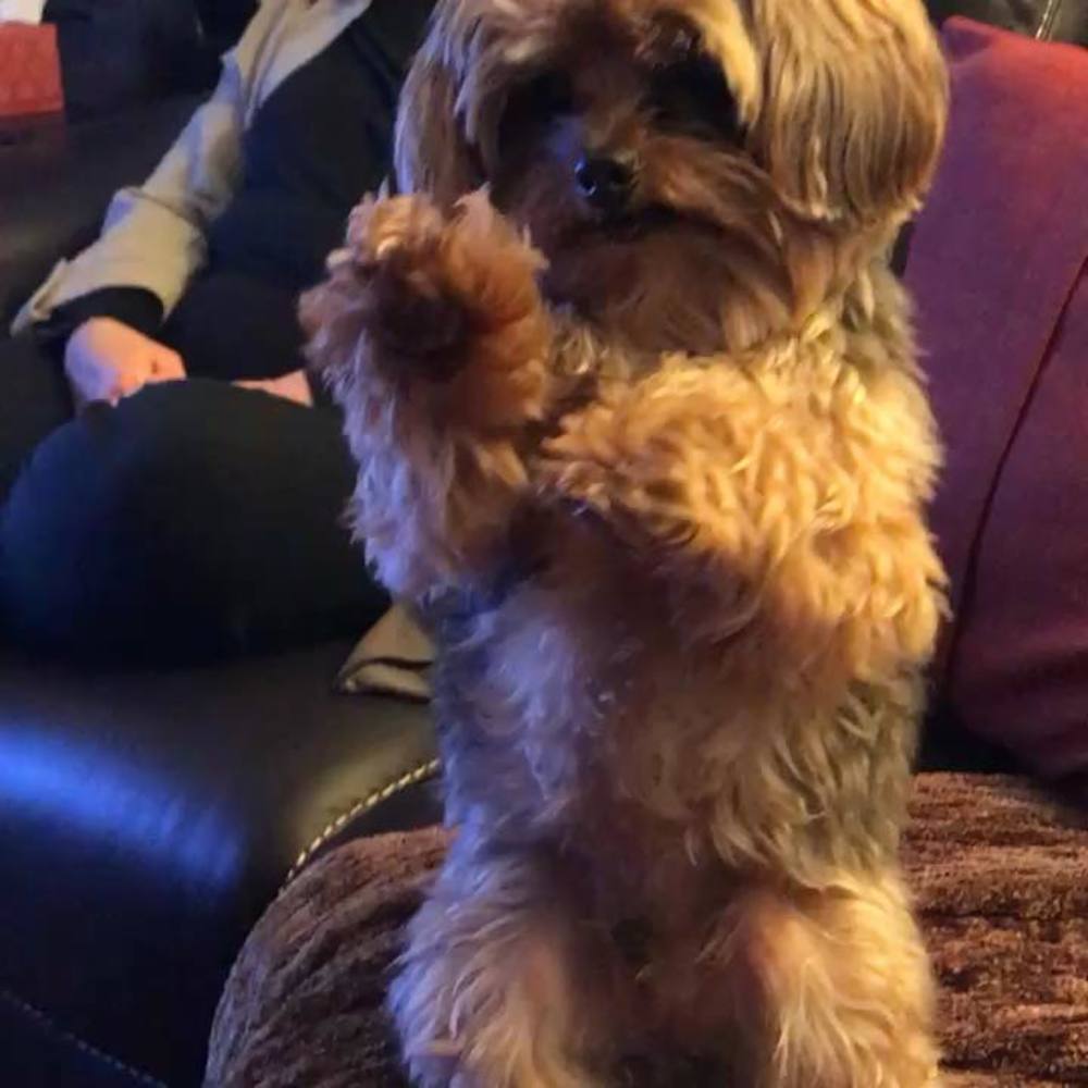 Meet your Posher, Raj